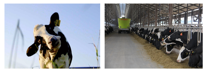 花花牛丨每天一杯奶，幸福健康喝出來?。。? style=