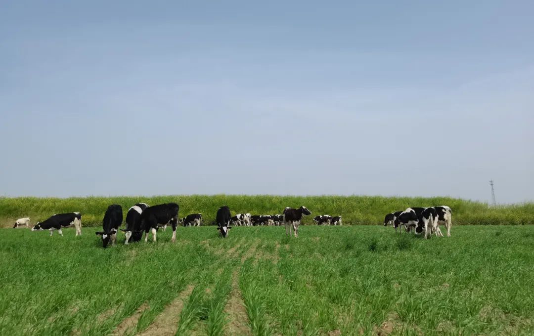 繼往開來 · 再創(chuàng)輝煌 | 花花牛乳業(yè)集團召開9月營銷、養(yǎng)殖及飼料月度經(jīng)營工作會議