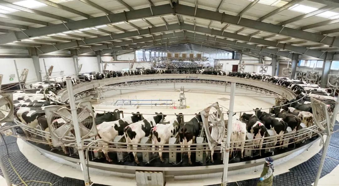 凝心聚力·贏創(chuàng)未來 | 花花牛乳業(yè)集團(tuán)召開營銷、養(yǎng)殖及飼料經(jīng)營工作會(huì)議