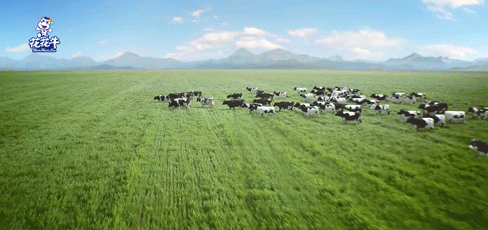 榮譽 | “百家牛場青貯質(zhì)量評鑒活動”花花牛新蔡瑞亞牧業(yè)、河南合源乳業(yè)分別榮獲一、三等獎