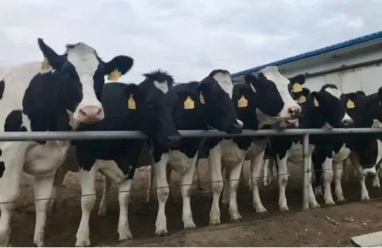 省委書記王國生到河南花花牛乳業(yè)集團(tuán)·新蔡瑞亞牧業(yè)有限公司調(diào)研